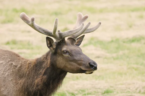 Kadife elk — Stok fotoğraf