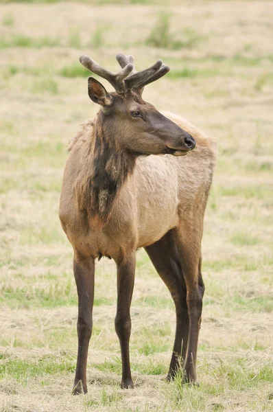 Kadife elk — Stok fotoğraf