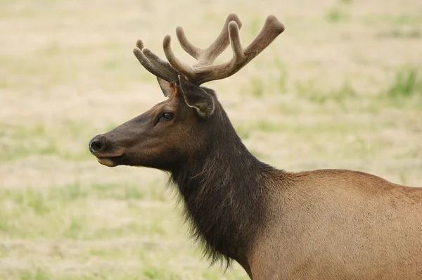 Kadife elk — Stok fotoğraf