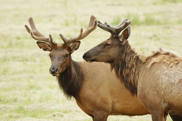 Velvet Elk — Stock Photo, Image