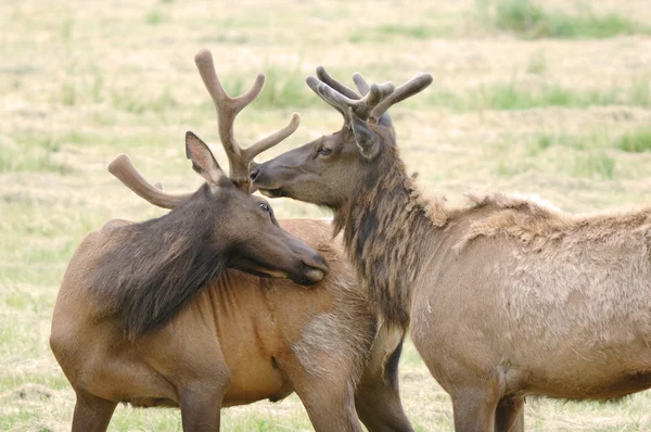 Velvet Elk — Stock Photo, Image