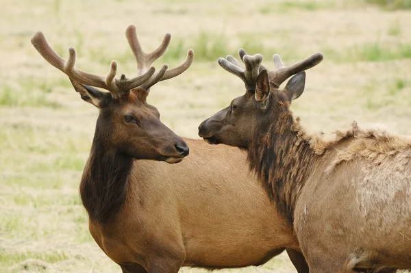 Velvet Elk — Stock Photo, Image