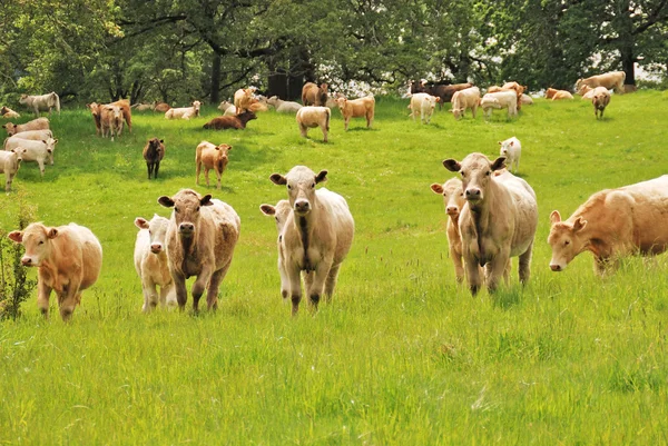 Novillos Brangus — Foto de Stock