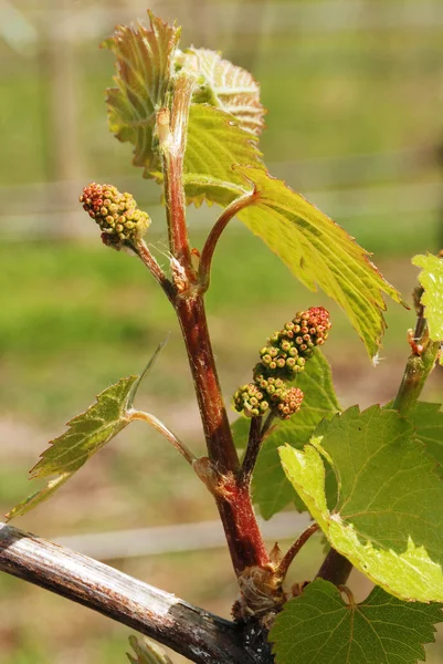 Young Wine — Stock Photo, Image