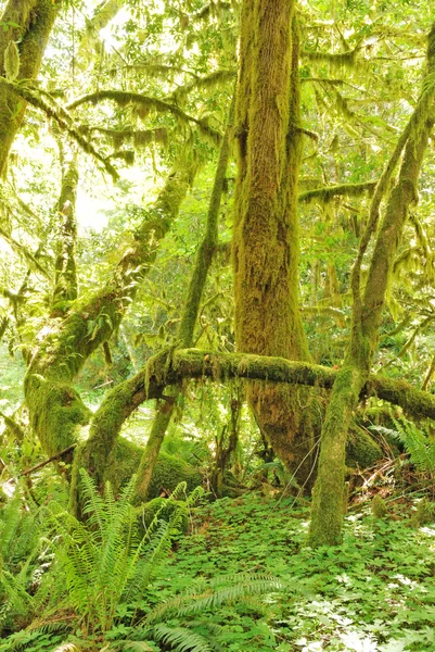 Myrtle Trees — Stock Photo, Image