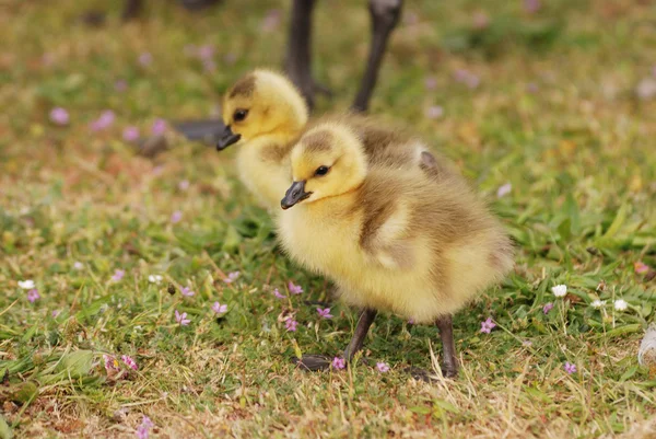 Duck Pond — Stock Photo, Image