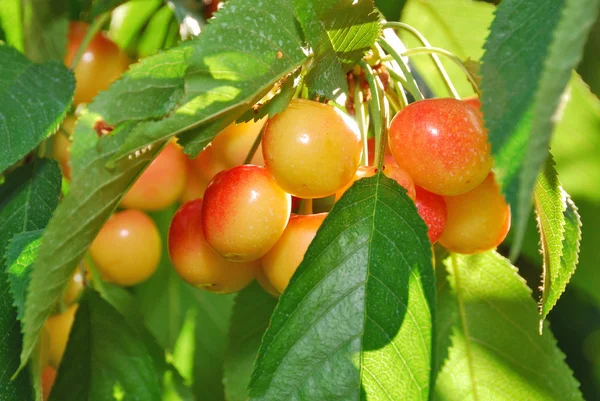 Huerto de cerezos — Foto de Stock