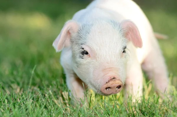 Weiner Pig — Stock Photo, Image