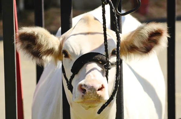 Fiar Heifer — Stok fotoğraf