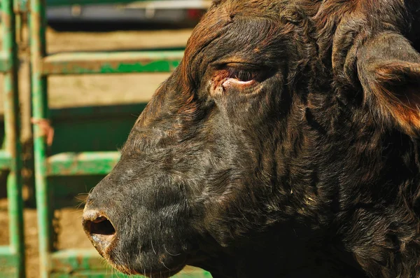 Rodeo Bull — Stock Photo, Image