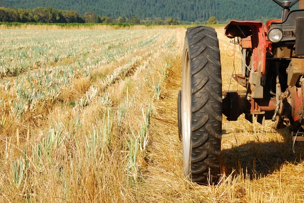 Campo de trigo — Foto de Stock