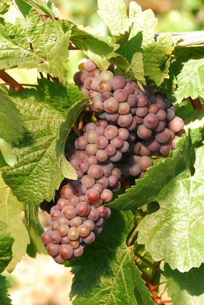 Pinot gris — Foto de Stock