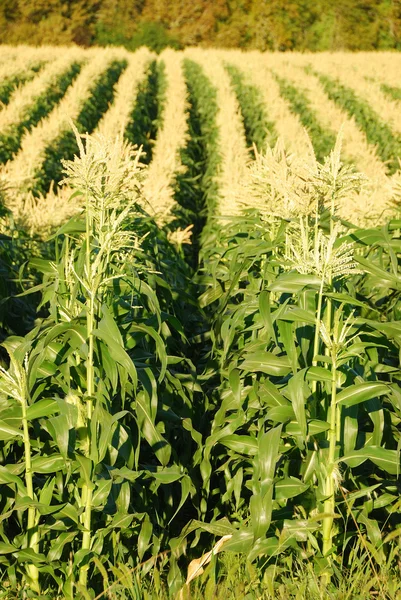 Field Corn — Stock Photo, Image