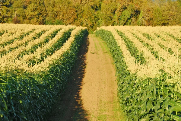 Field Corn — Stock Photo, Image