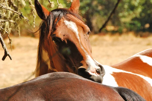 Mordida de cavalo — Fotografia de Stock