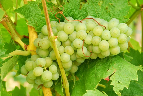 Muller Thurgau — Stock Photo, Image