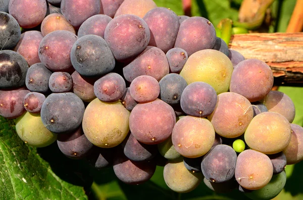 Henry Grapes — Stock Photo, Image