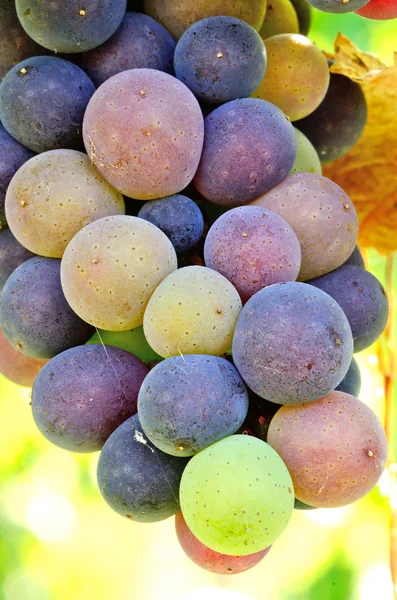 Henry Grapes — Stock Photo, Image