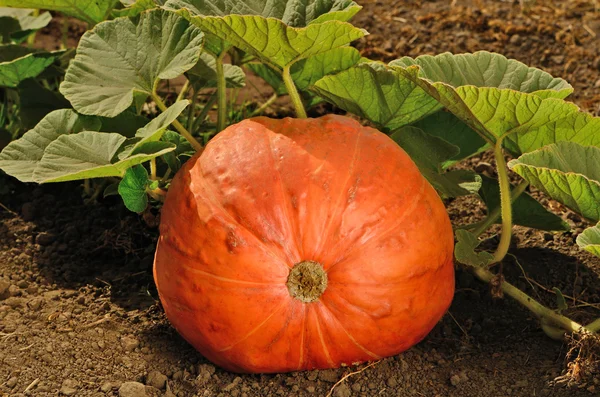 Growing Pumpkin — Stock Photo, Image