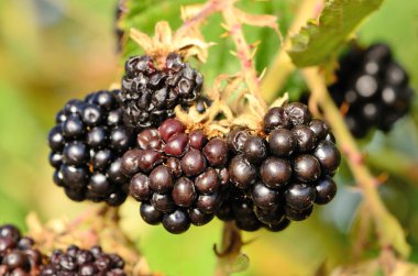 BlackBerrys