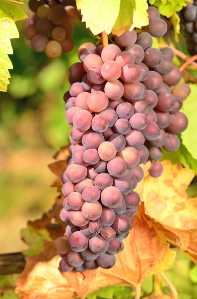 Pinot Gris — Stock Photo, Image