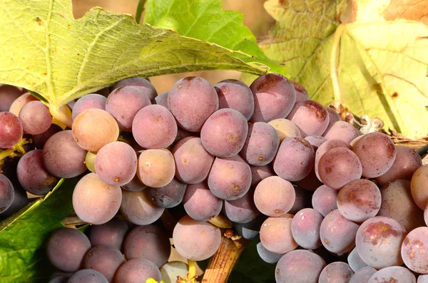 Pinot Gris — Stockfoto