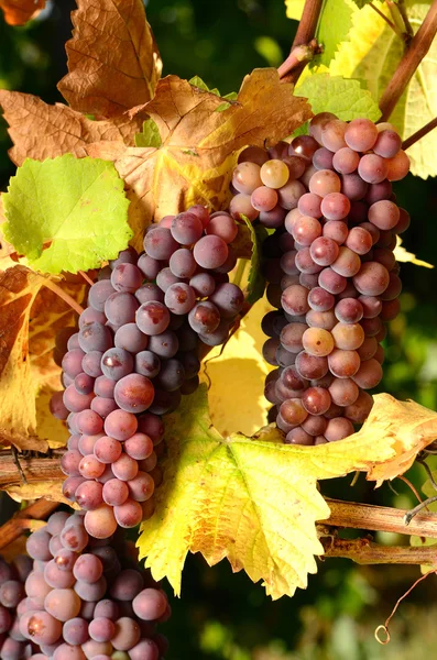 Pinot Gris — Stock Photo, Image