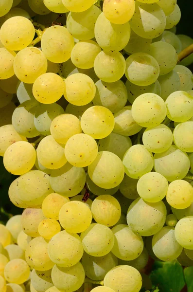 Muller Thurgau — Stockfoto