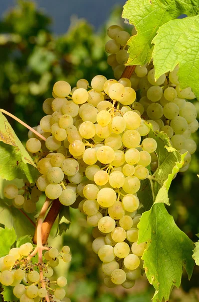 Müller thurgau — Foto de Stock