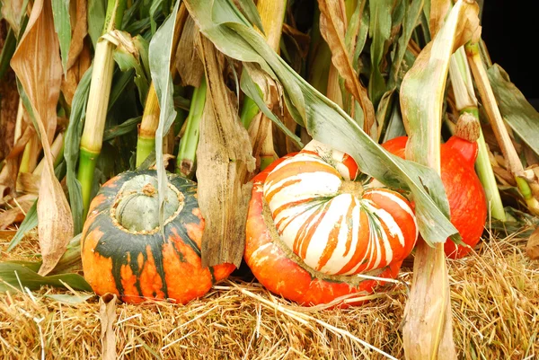 Scary Pumpkins — Stock Photo, Image