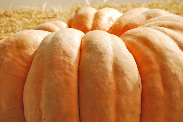 Giant Pumpkin — Stock Photo, Image