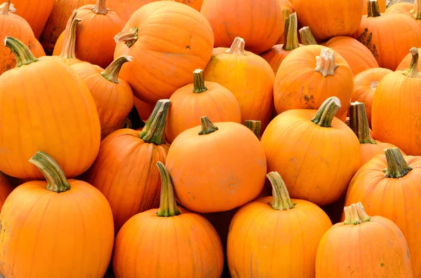 GV Pumpkins — Stock Photo, Image