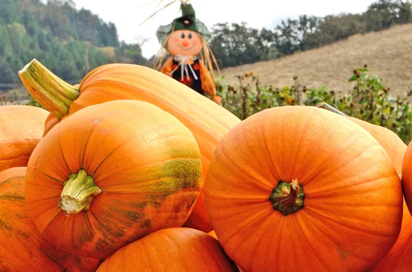 Calabazas GV — Foto de Stock