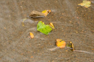 Sonbahar Yaprakları