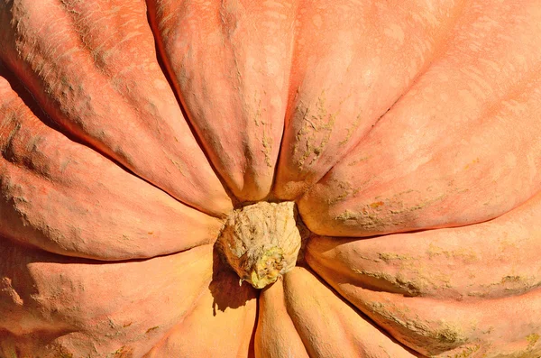 Gigantiska pumpor — Stockfoto