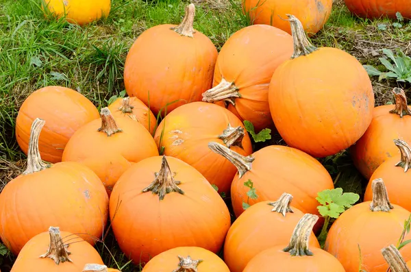 Campo de calabaza — Foto de Stock