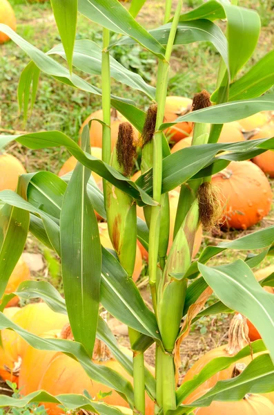 Pumpkin Field — Stock Photo, Image