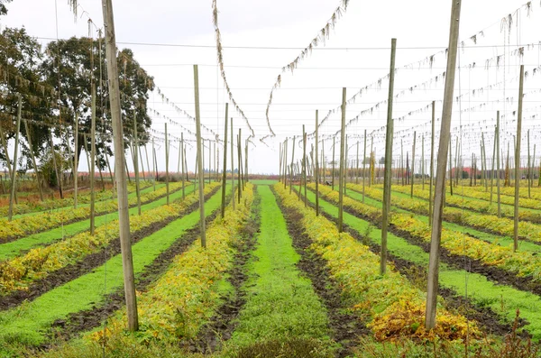 Fall Hops — Stock Photo, Image