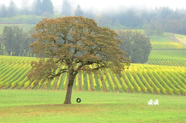 Weinreifen — Stockfoto