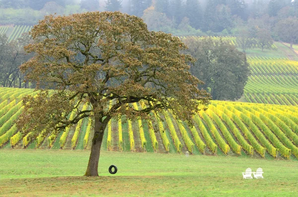 Neumático de vino —  Fotos de Stock