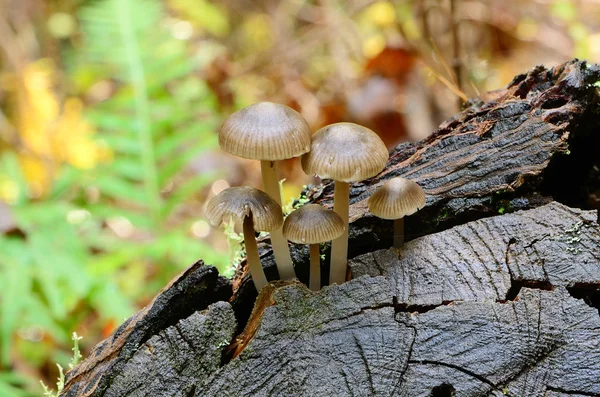그 루터 기에 버섯 — 스톡 사진