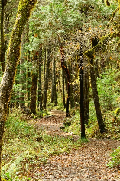 Лесной путь — стоковое фото