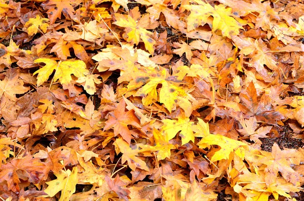 Fall Colors — Stock Photo, Image