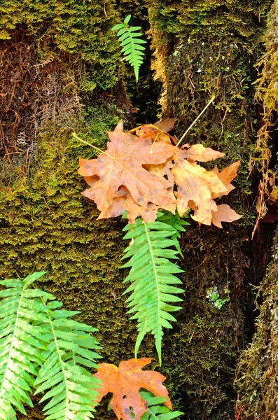 Colori di caduta — Foto Stock