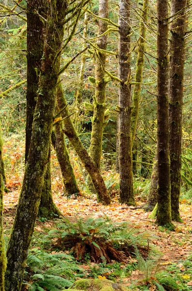 Herbstfarben — Stockfoto