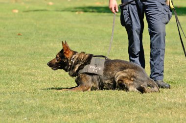 K9 köpek iş başında