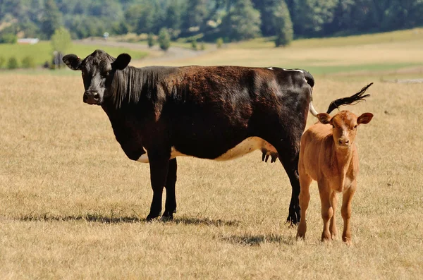 Ternero de vaca —  Fotos de Stock