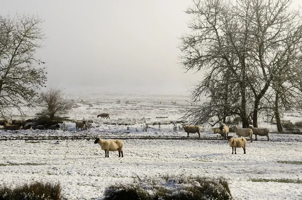 Winter Ewes — Stock Photo, Image