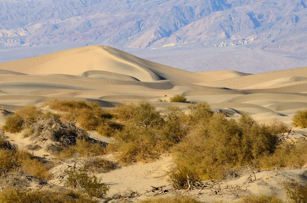 Mesquite tepeleri — Stok fotoğraf