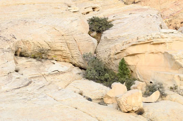 Rock bitki — Stok fotoğraf